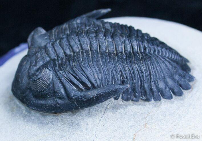 Outstanding Hollardops Trilobite - / Inches #2354